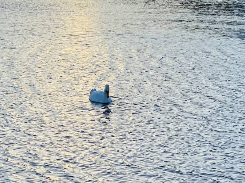 Faire estimer un bien immobilier à Gujan Mestras et en Gironde | Agence immobilière toutes transactions à Gujan-Mestras (33)